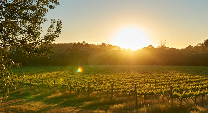 Brown Hill Estate Vineyard